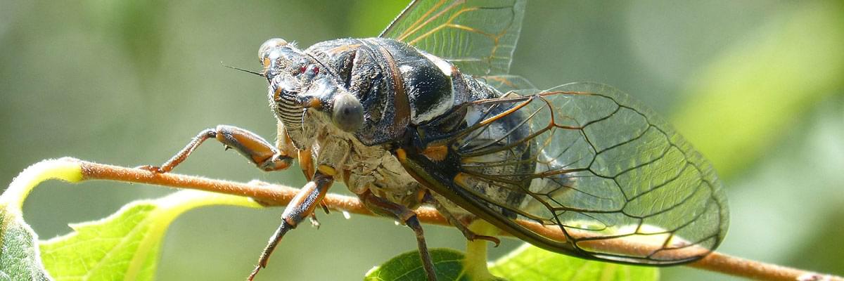 Cicadas: The Symphony of Summer