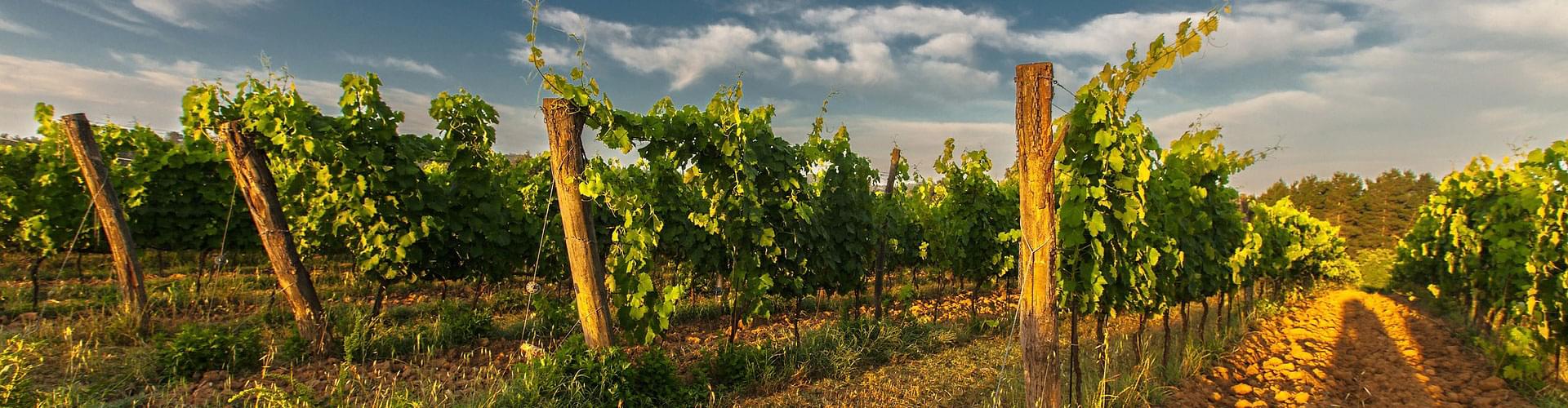 Wine production in Puglia