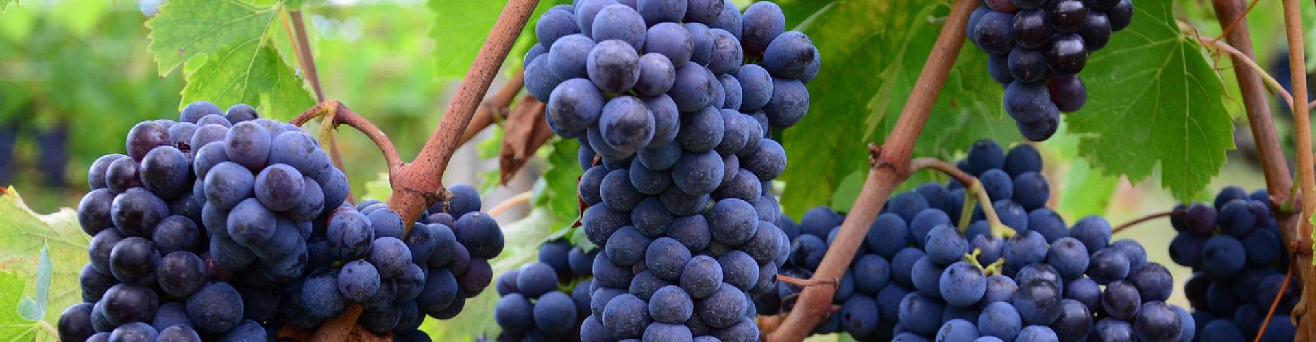 Salento Wines