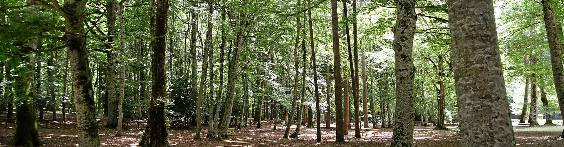 Umbra Forest Gargano